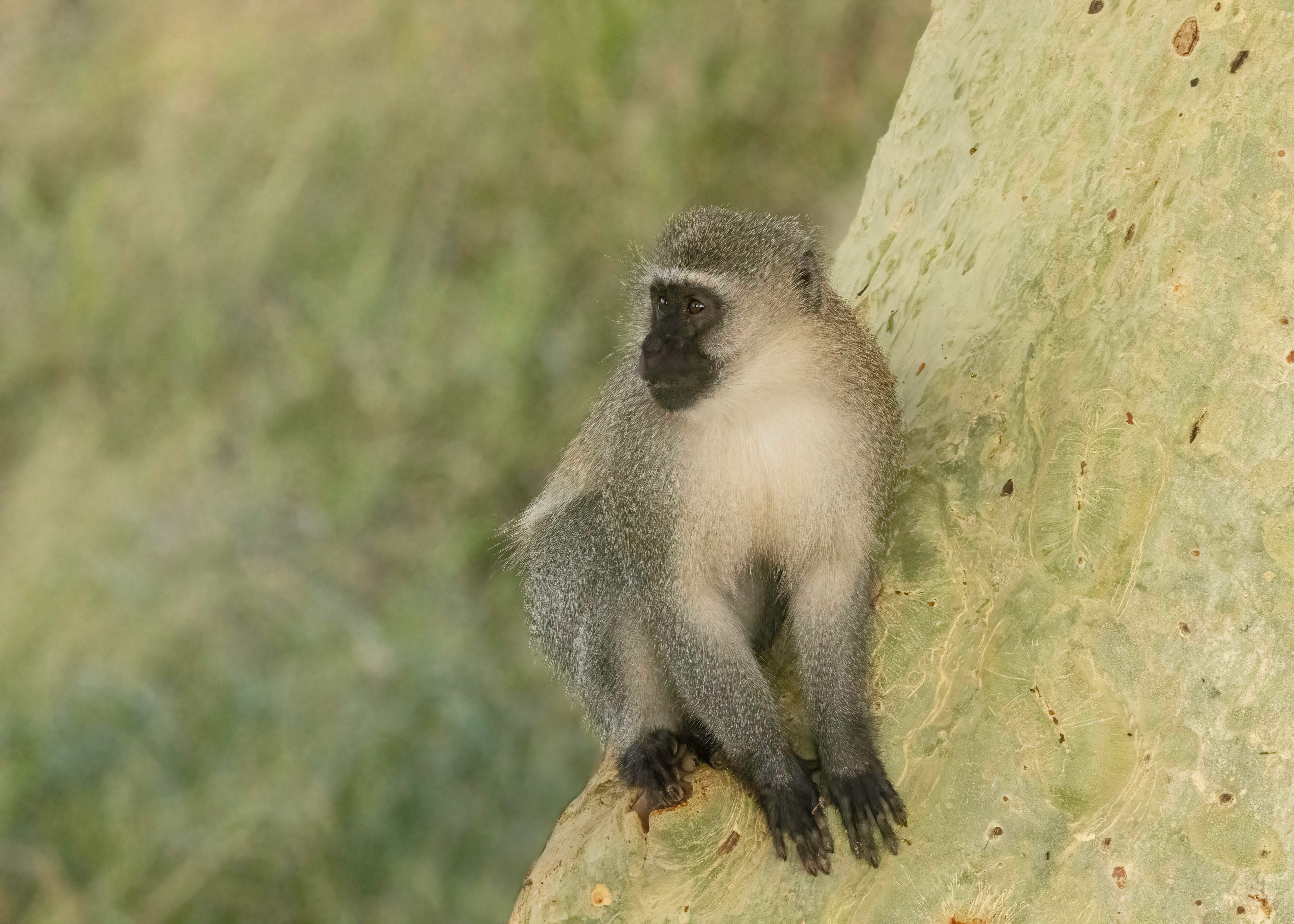 wildlife of Zimanga image 32